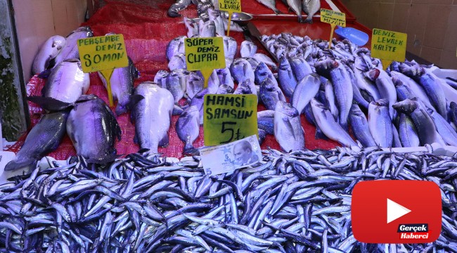 Samsun'da kilosu 5 liraya düşen hamsi kapış kapış