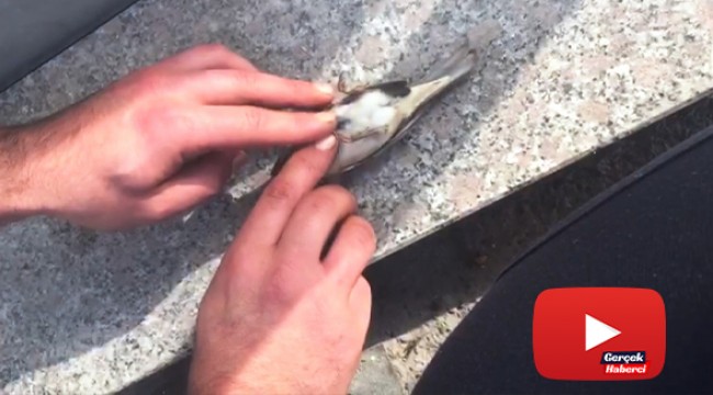 Serçenin hayatını kalp masajı yaparak kurtardı