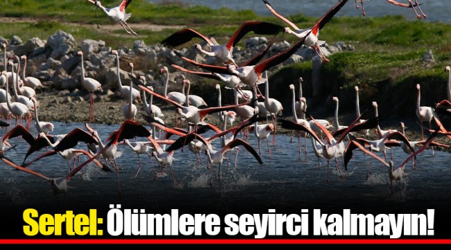 Sertel: Ölümlere seyirci kalmayın!