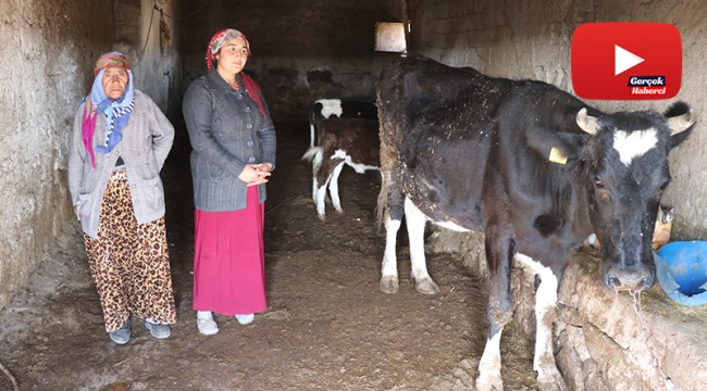 Tek geçim kaynağı olan inekleri çalındı