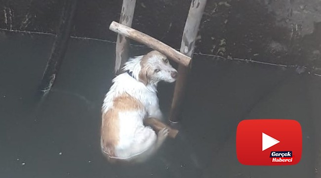 5 metrelik kuyuya düşen köpeği itfaiye kurtardı