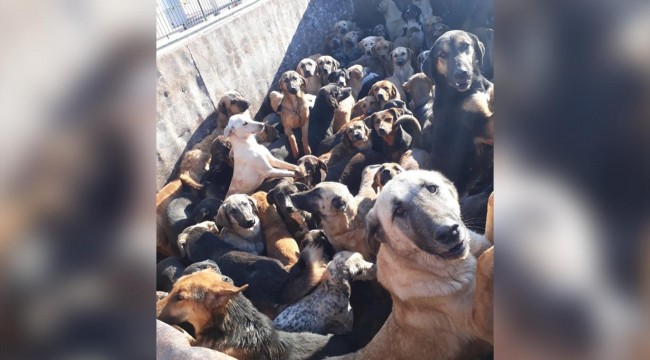Alanya Belediyesi bir kamyon köpek gönderdi, Mersin yakalayıp iade etti