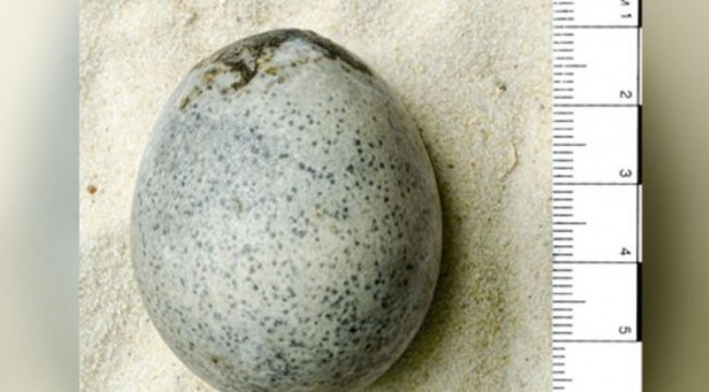 Arkeologlar yanlışlıkla bin 700 yıllık yumurtaları kırdı
