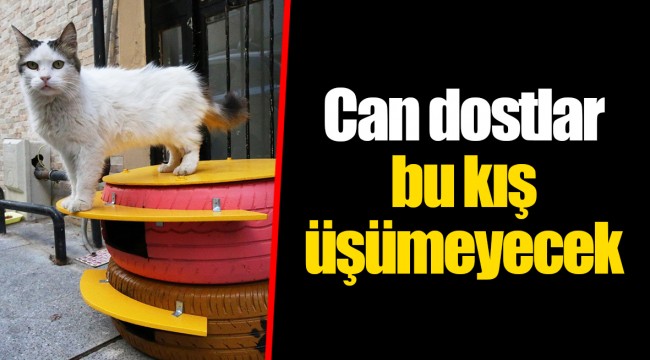 Can dostlar bu kış üşümeyecek