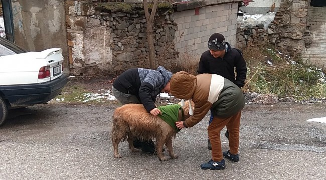 Çocuklar sokak köpeğine üşümesin diye tişört giydirdi