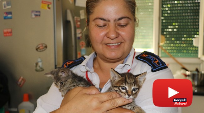 Kadın otobüs şoförü kedileri için görevinden istifa etti