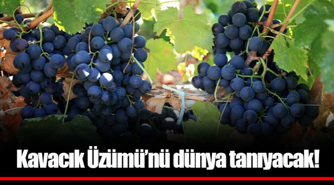Kavacık Üzümü’nü dünya tanıyacak!