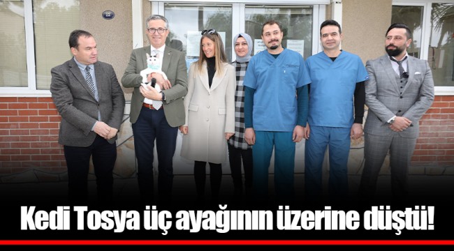 Kedi Tosya üç ayağının üzerine düştü!