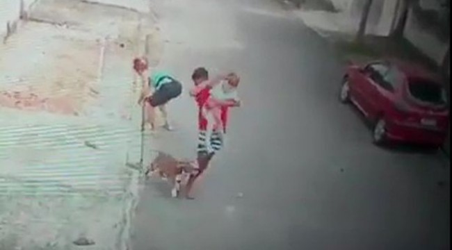 Küçük çocuğu pitbull saldırısından kurtaran genç kahraman ilan edildi