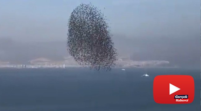 Kuşların dansı adeta görsel şölen sundu