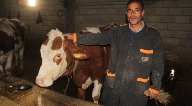 Meradan çalınan hayvanlarını dedektif gibi iz sürerek buldu