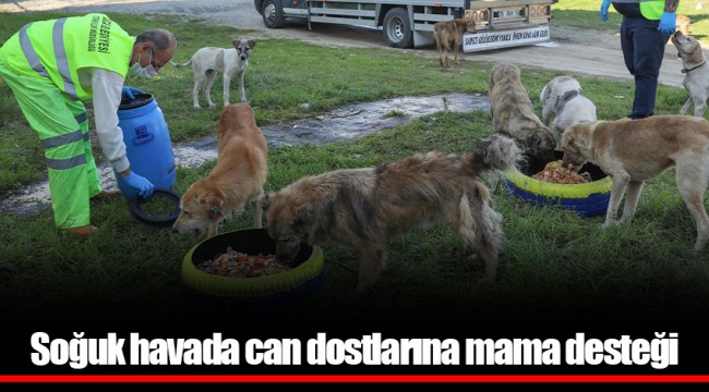 Soğuk havada can dostlarına mama desteği