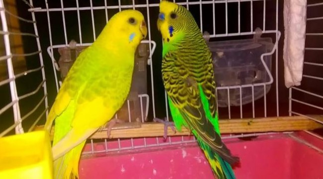 Van Cezaevi’nde kuş yasağı gerekçesi: Çiftleşme ihtimali!