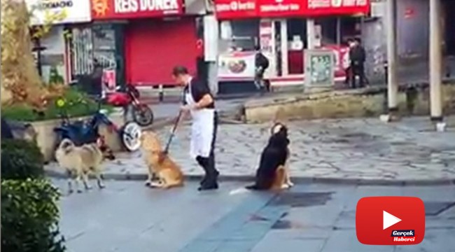 Vatandaşın süpürge ile masaj yaptığı köpeklerin iç ısıtan halleri kamerada