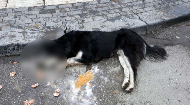 Ankara'da 20 sokak hayvanını zehirleyen kasap serbest bırakıldı