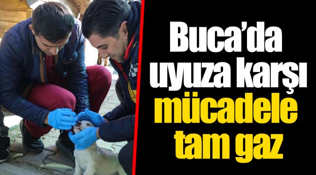 Buca’da uyuza karşı mücadele tam gaz