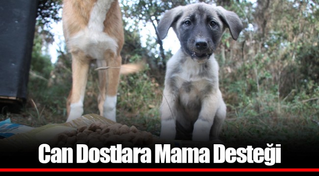 Can Dostlara Mama Desteği