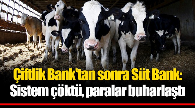 Çiftlik Bank'tan sonra Süt Bank: Sistem çöktü, paralar buharlaştı