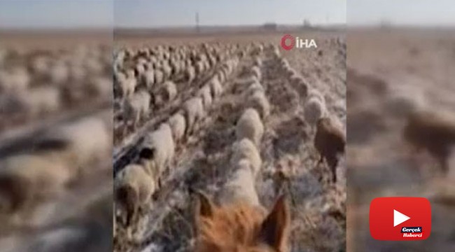 Çinli çobandan şaşırtan eğitim