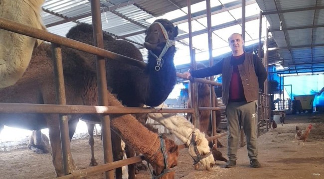 Deve çiftliği sahibi İYİ Partili belediye başkanı, Avustralya’da vurulacak 10 bin deveye talip oldu