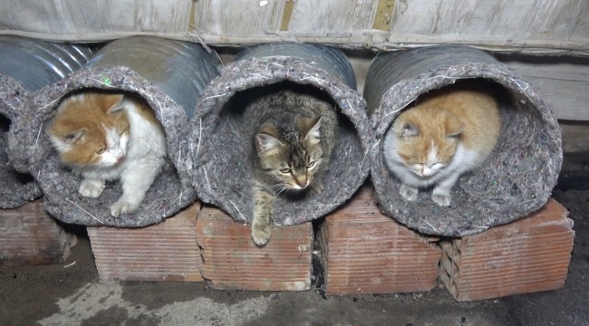 Eski su bidonlarını ve battaniyeleri kedi yuvasına dönüştürdü
