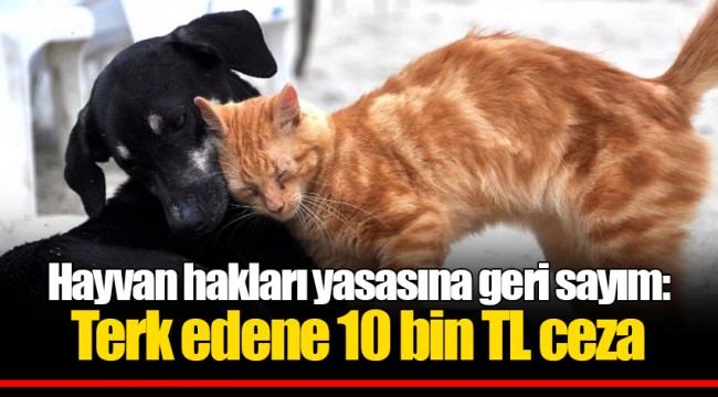 Hayvan hakları yasasına geri sayım: Terk edene 10 bin TL ceza