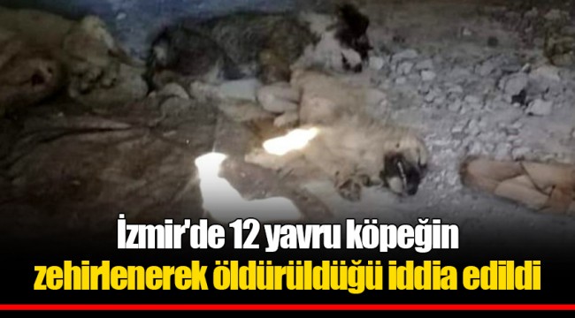 İzmir'de 12 yavru köpeğin zehirlenerek öldürüldüğü iddia edildi