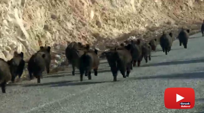 Kara yoluna çıkan domuz sürüsünün şaşırtıcı görüntüsü