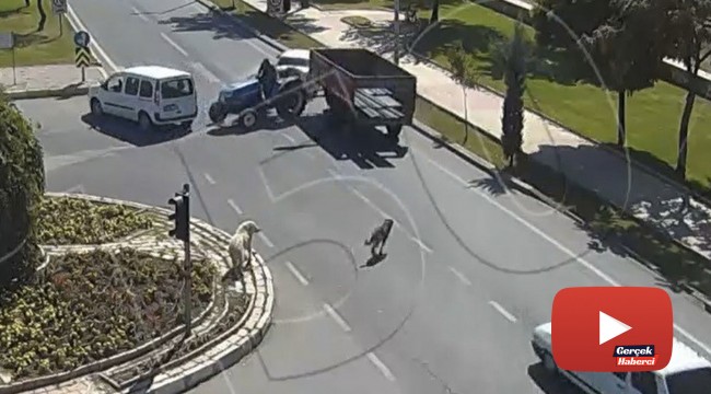Köpeğe çarpmamak için durdu, traktör ona çarptı!