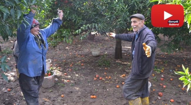 Narenciyenin başkentinde güle oynaya hasat