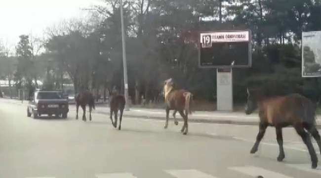 Otomobile bağladığı atları asfaltta metrelerce koşturdu