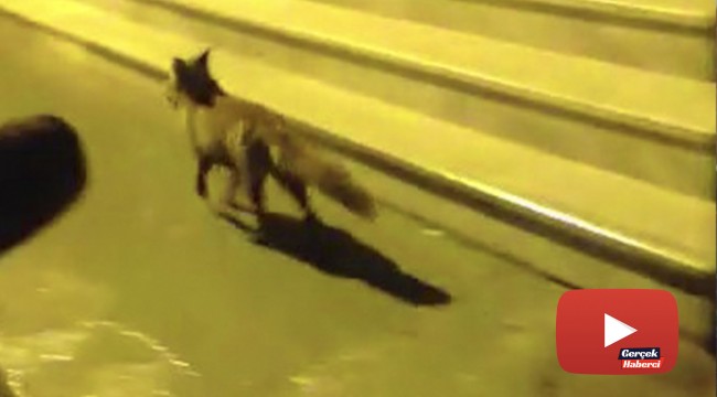 Sokaklarda tilki gören vatandaşlar şaşkına döndü