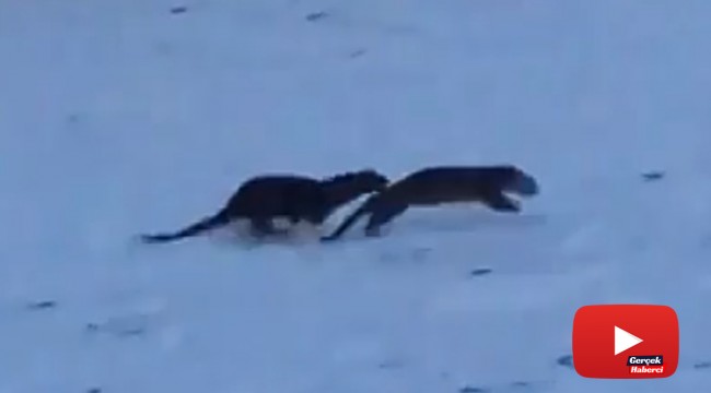 Su samurlarının kavgası kameraya yansıdı