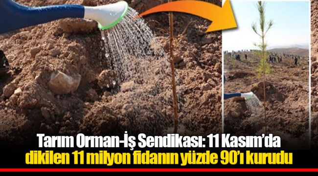Tarım Orman-İş Sendikası: 11 Kasım’da dikilen 11 milyon fidanın yüzde 90’ı kurudu