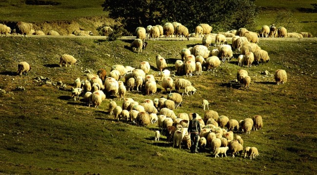 Tarım ve Orman Bakanlığı'ndan depremde hayvanları telef olan vatandaşlara destek
