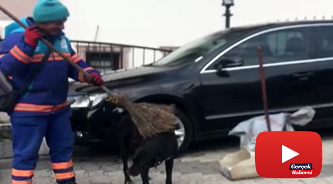 Temizlik işçisinin sokak köpeklerine süpürgeyle masaj yaptığı ısıtan görüntüler kamerada