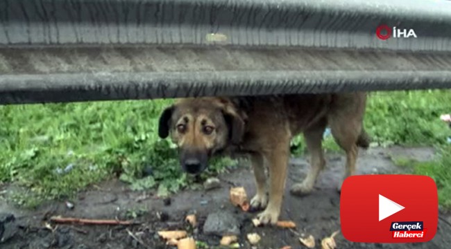 Başıboş köpekler yürek sızlattı