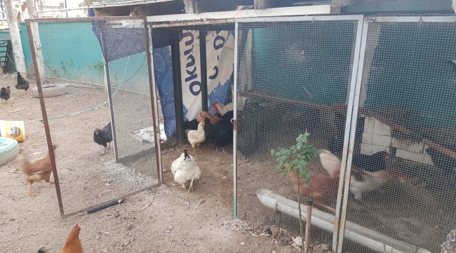Bu okul çok organik