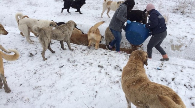 Çorum Belediye'si sokak hayvanlarına yem ve yiyecek bıraktı