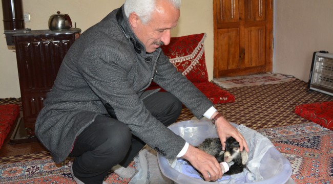 Hakkari'de erken doğan oğlağa bebek gibi bakılıyor
