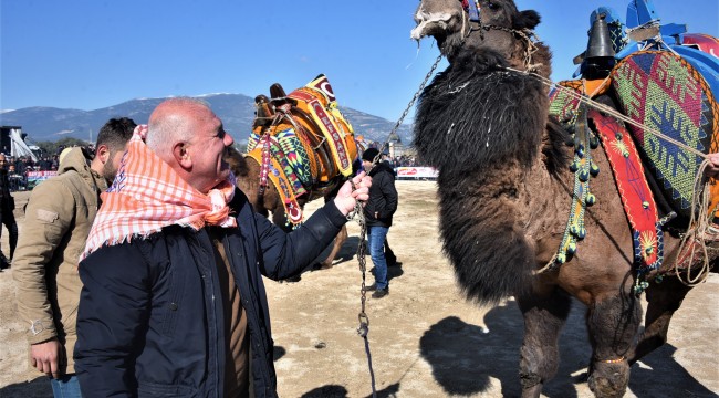 Kemalpaşa'da pehlivan develer sahaya indi