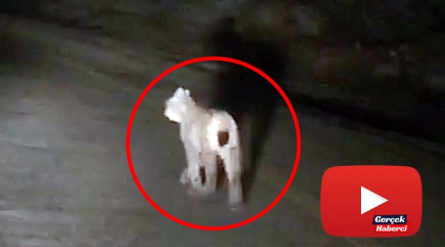 Kırmızı listedeki vaşak, bu kez av ararken görüntülendi