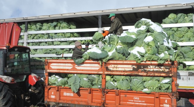 Kışlık sebze fiyatları üreticinin yüzünü güldürmedi