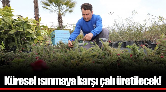 Küresel ısınmaya karşı çalı üretilecek!