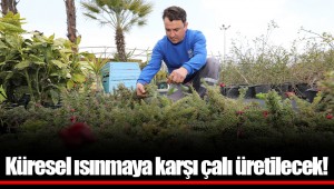 Küresel ısınmaya karşı çalı üretilecek!