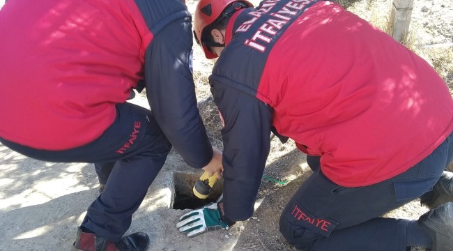 Kuyuda mahsur kalan yavru köpekler kurtarıldı