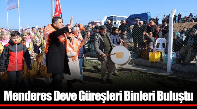 Menderes Deve Güreşleri Binleri Buluştu