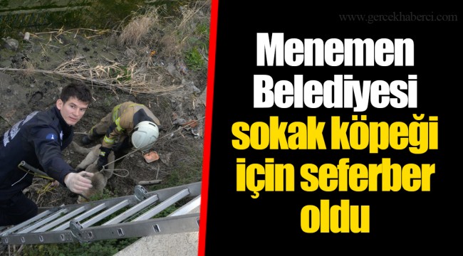 Menemen Belediyesi sokak köpeği için seferber oldu