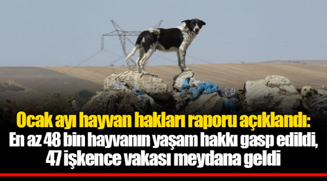 Ocak ayı hayvan hakları raporu açıklandı: En az 48 bin hayvanın yaşam hakkı gasp edildi, 47 işkence vakası meydana geldi