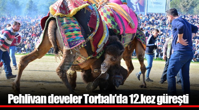 Pehlivan develer Torbalı’da 12.kez güreşti